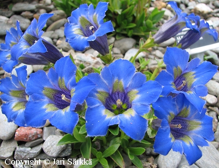 Gentiana acaulis, alppikatkero